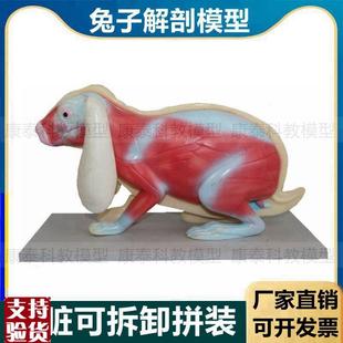 兔子解剖模型立体仿真内脏可拆卸拼装皮肤骨骼头骨透W明牙齿生物