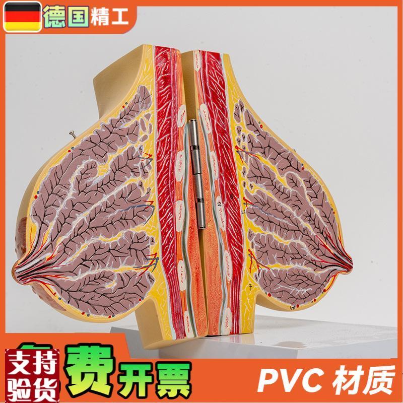 德国】哺乳期女性乳房解剖模型胸部结构模J具乳腺剖面乳教具1比1