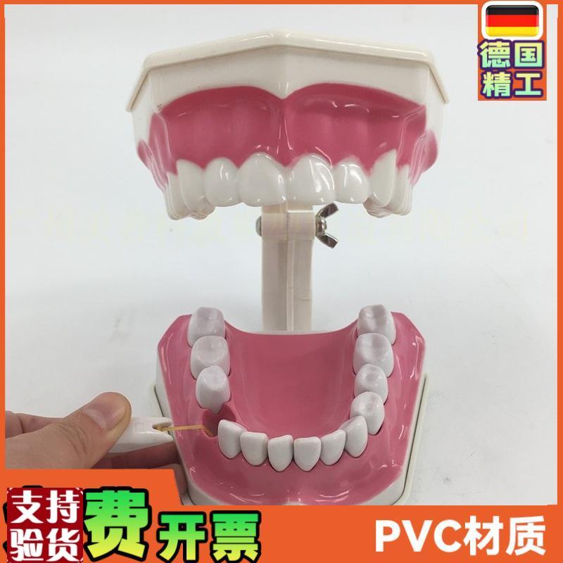2倍放大牙齿模型可拆教学模型幼儿园儿童刷牙科假牙模Z型口腔材料