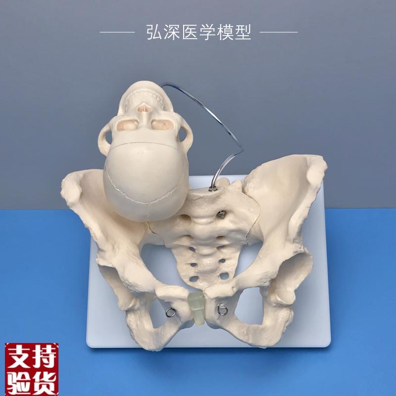 女性骨盆带胎儿h头骨模型人体盆骨骼妇产科助产分娩医学示教学模
