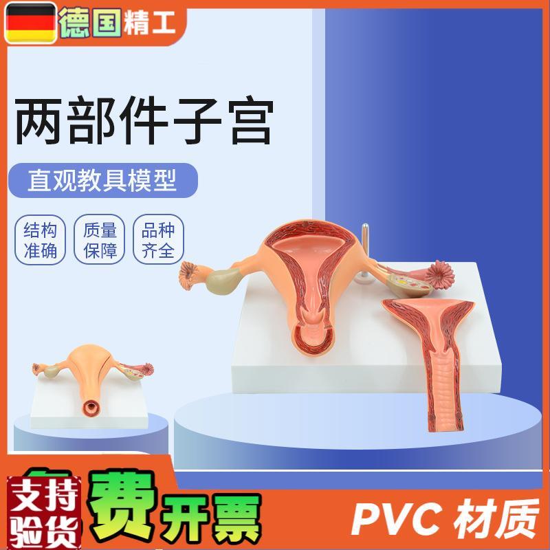 德国】仿真医学用女性内生殖系统子D宫卵巢解剖模型妇科产科计生