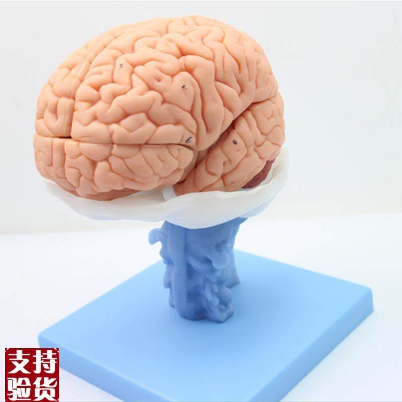 ENOVO医学人体大脑解剖v模型脑干脑室间脑小脑模型神经科系统模型,文具电教/文化用品/商务用品,教学标本/模型,淘宝优惠券,粉丝福利购,淘宝优惠卷