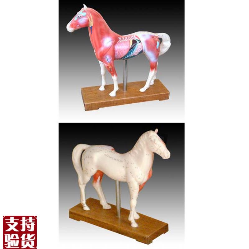 中医用马体针灸模型教u学经络穴位训练示教模具标本橡皮