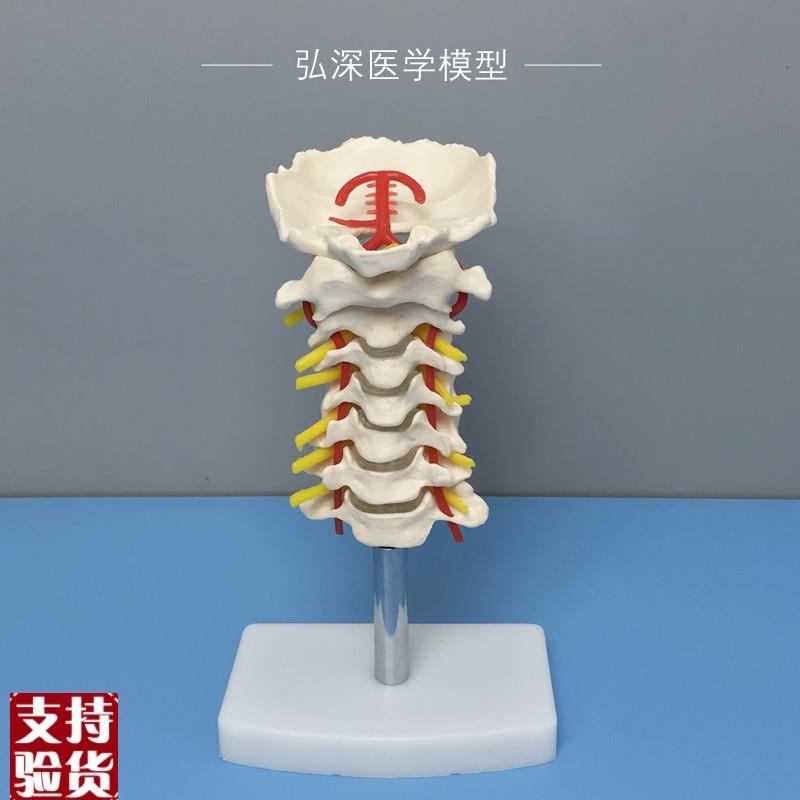 人体颈椎模型带颈动脉骨骼血管骨科教学塑料模具道具弘Y深医学模