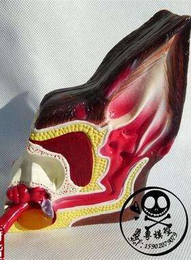 病理狗耳朵模型与健康狗耳朵对比模型狗耳解S剖狗耳构造狗模型