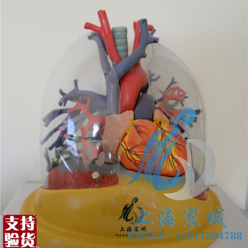 心脏模型大血管透明肺气管x支气管树连心脏模型透明肺段支气管