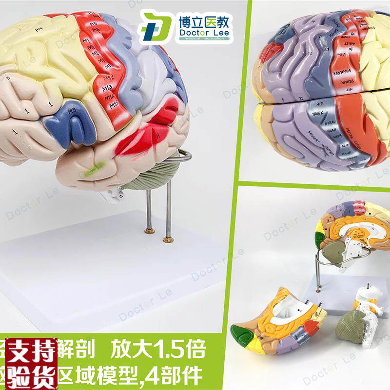 专业医学人体大脑解剖模型脑功能放大1I.5倍带标示教学脑科脑皮层
