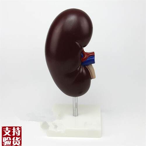 肾解剖附肾上腺模型