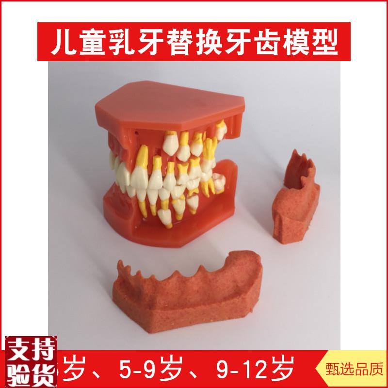 儿童乳牙替换牙齿模型口腔模型乳恒牙交替Q展示模型牙科模型