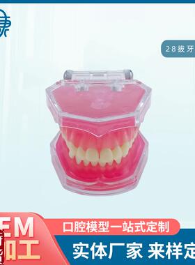 28拔牙模型s人体牙齿结构解剖模型口腔牙模具仿真牙科教学牙模型