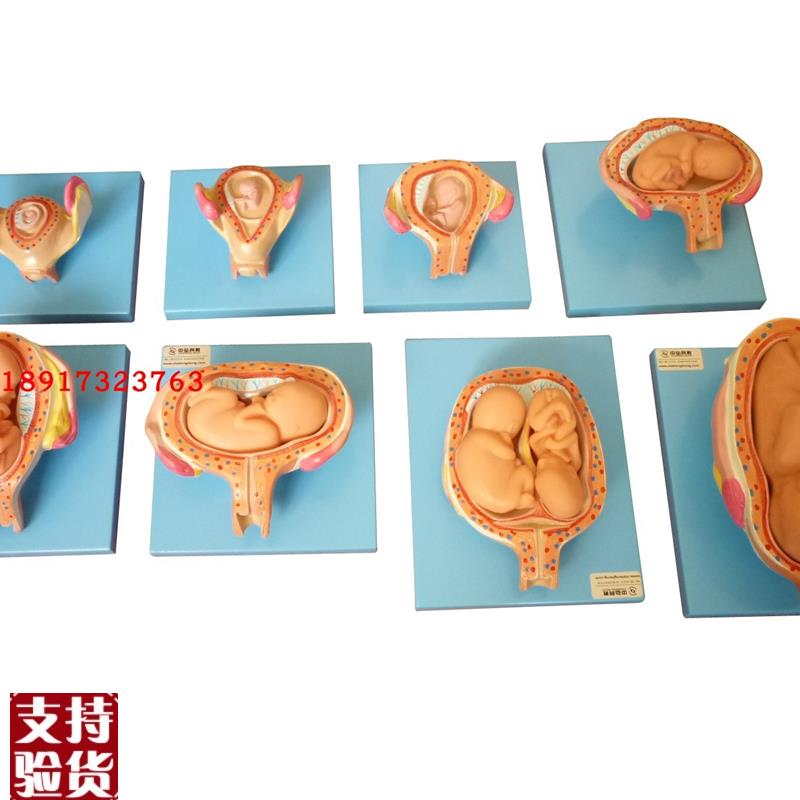 高级妊娠胚胎发育过程r模型子宫胎儿发育教学胎儿发育过程模型