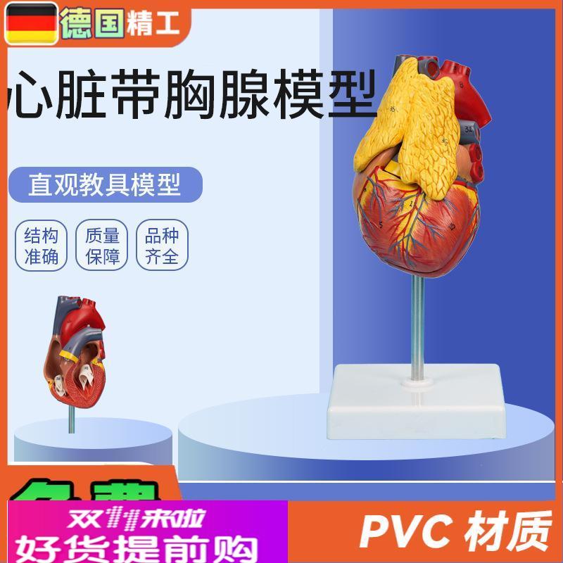 德国】PNT-0401心脏带胸腺模型 3部件可拆卸教学模型仿真心脏带胸