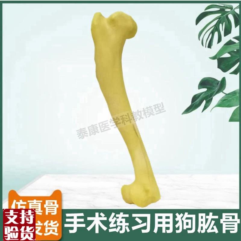 狗狗肱骨模型仿真骨手术练习操作兽医F教具宠物医生用假骨头标本