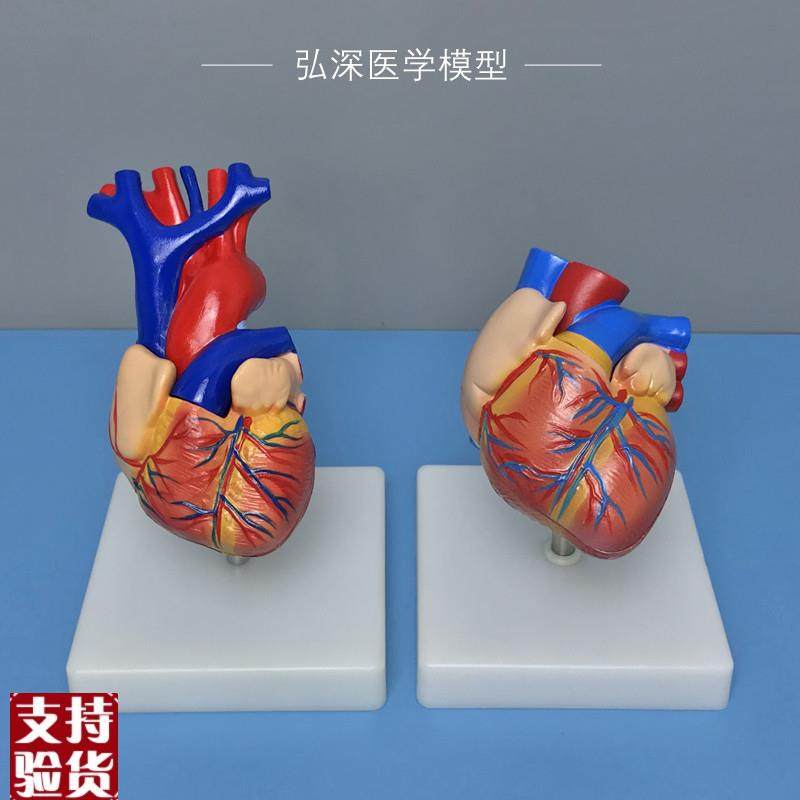 心脏解剖模型人体内脏器官血管结构心室心房心血S管医学科教学模