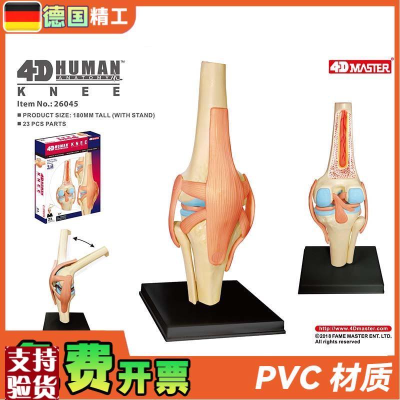 德国】4DMASTER人体膝关节模型可拆小型关P节解剖可弯曲骨科教学