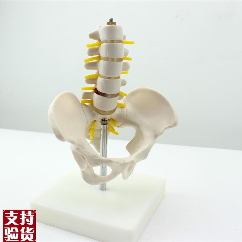 ENOVO颐诺迷你骨盆带五节腰椎模型脊柱模型Q骨科模型骨骼标本人