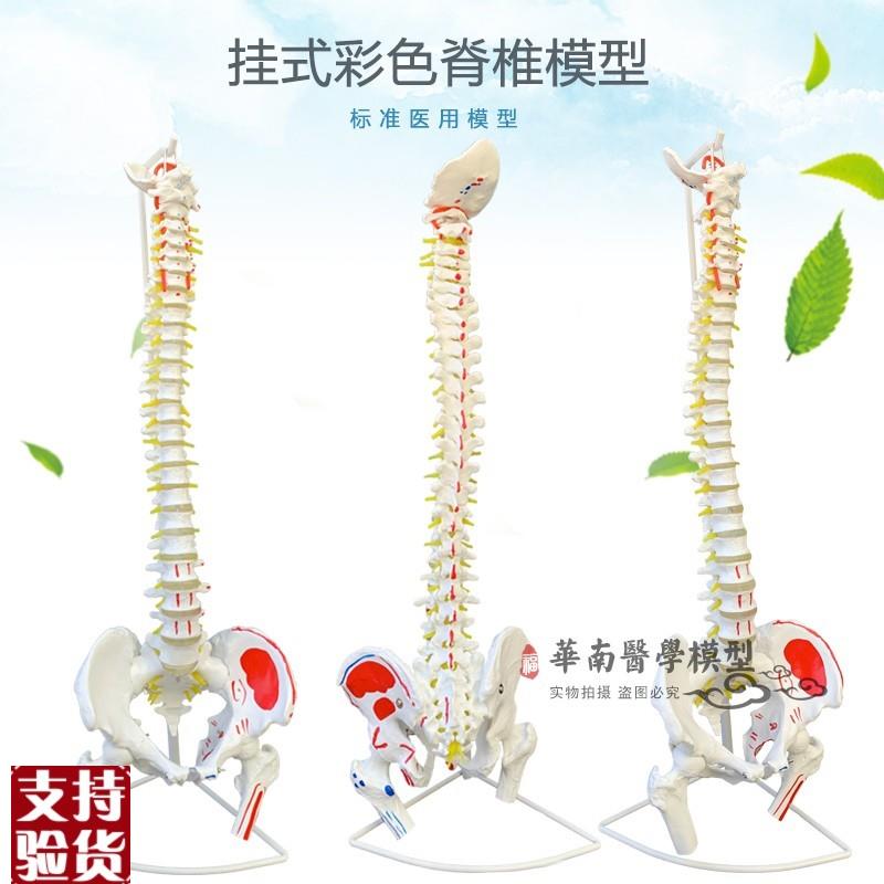 医用人体脊柱模型人体骨q骼大脊椎成人1:1带颈椎胸椎尾椎椎骨骨盆