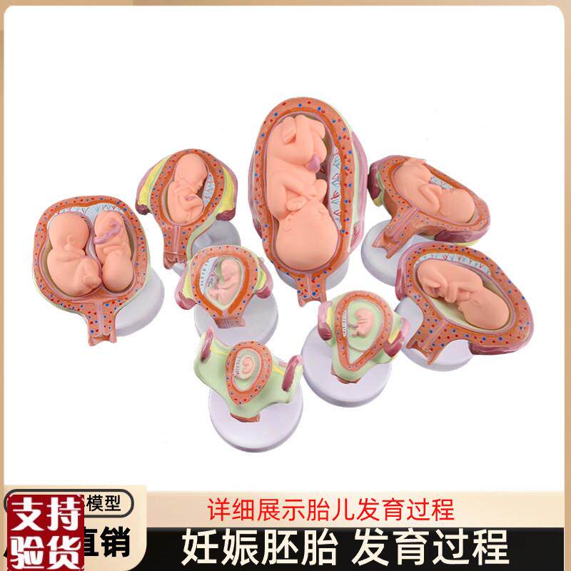 妊娠发育过程模型胚胎计划生育模型胎K儿发育过程模型子宫解剖