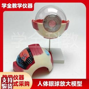 人体眼球放大模型眼睛解剖v眼珠眼科结构仪器构造教学演示模具训