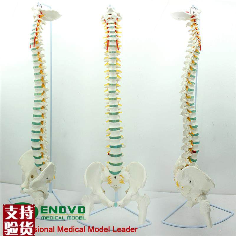ENOVO颐诺医学人体脊柱模型脊椎骨盆颈J椎胸椎腰椎整骨科骨骼模型,文具电教/文化用品/商务用品,教学标本/模型,淘宝优惠券,粉丝福利购,淘宝优惠卷