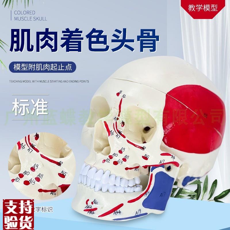医学标准骷髅头骨附肌肉起止点头颅骨M标本模型肌肉着色彩色