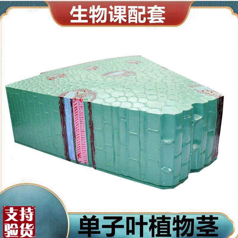 单子叶植物茎模型双子叶桃花小麦花植物根尖S芽结构胚发育过程