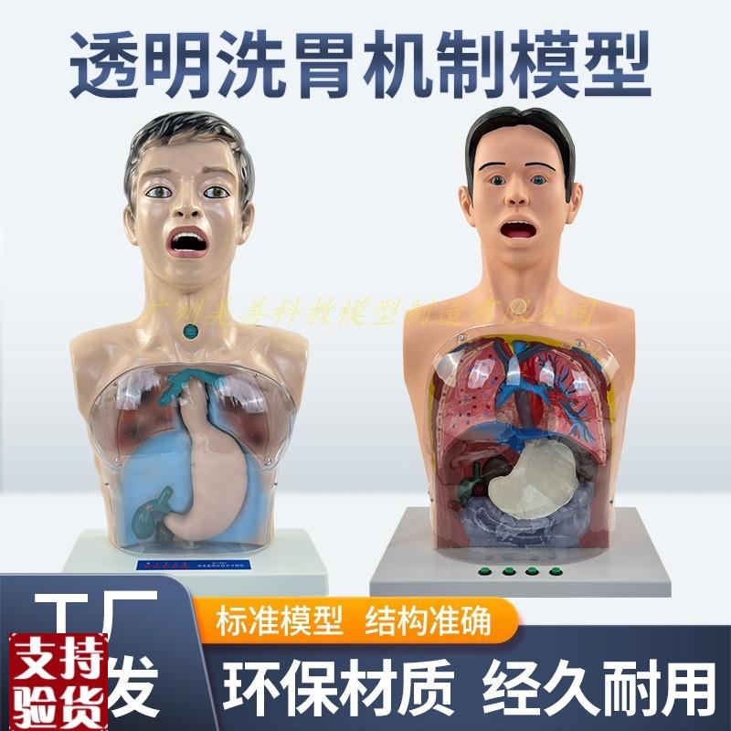 人体洗胃模型带警示透明洗胃机制模型胃肠减压S训练人体模型医用