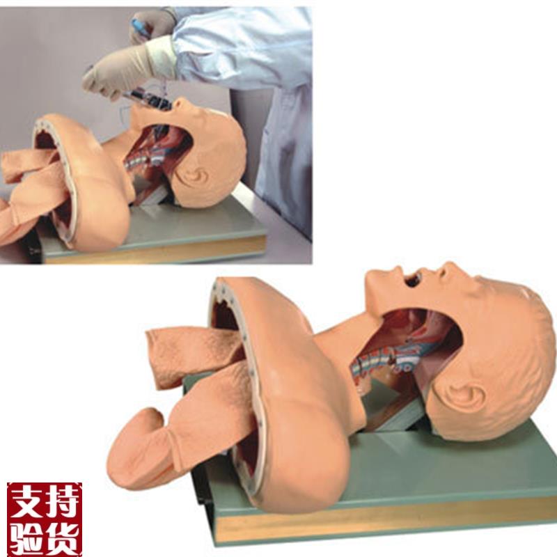 成人气管b插管训练模型气道管理模型带解剖成人气管插管模型人