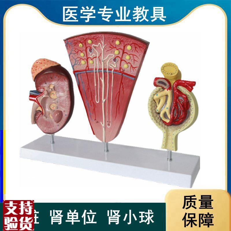 人体肾脏肾单位h肾小球肾小管泌尿系统内脏医学生解剖教学病理肾