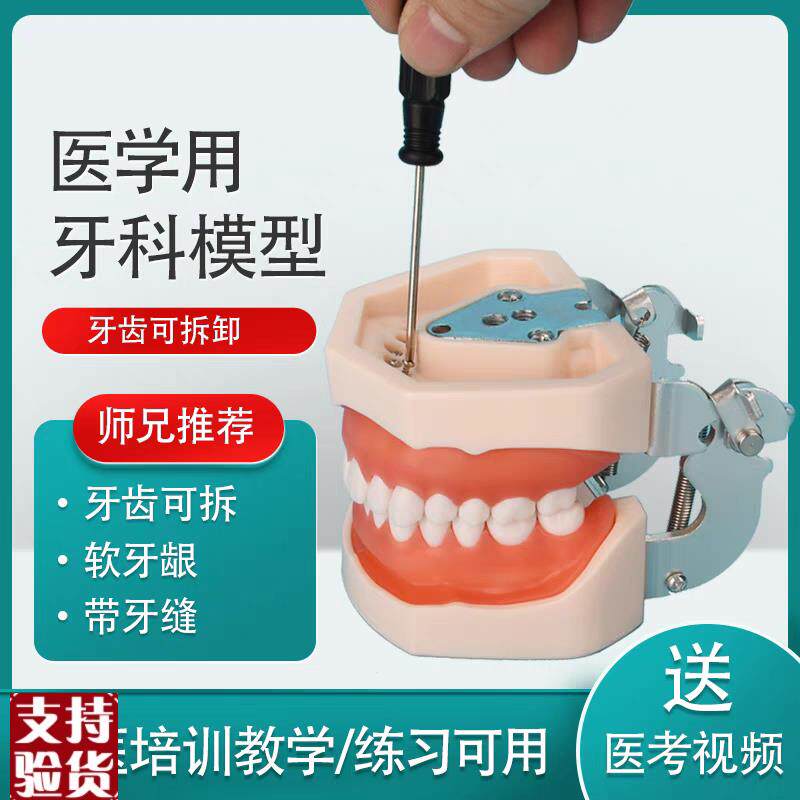 备牙模型仿真牙科展示p磨牙技能考试离体树脂口腔幼儿练习厂家特