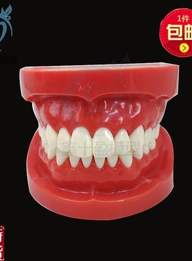 牙科备牙模型标准牙齿模r型学生练习牙线教学优质不可拆牙7004