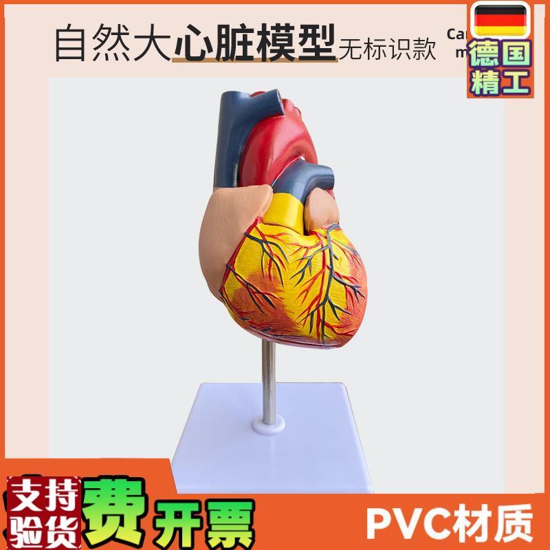 1:1人体心脏模型B超彩超声医用心内科心脏解O剖教学模型自然大心