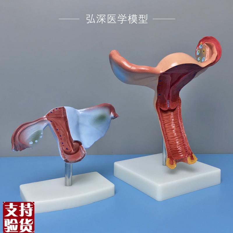 女性子宫模型人体生殖系统结构卵巢生理器官解剖S妇幼产科医学教