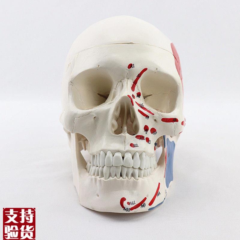 瑞泰医用模型颅骨模具头骨肌肉起止点面部微整形R素描艺考牙科口