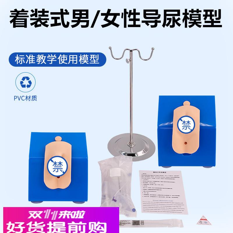 男性内外生殖器解剖及男性导尿模型 男性泌尿系统生殖系统模型