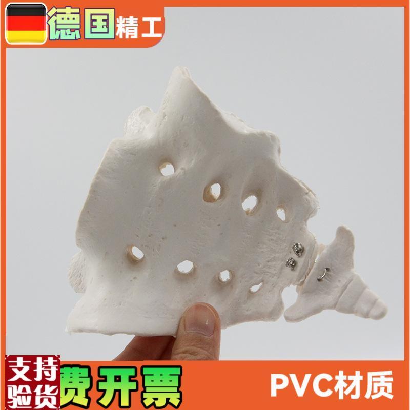 骶骨尾骨模型1比k1人体骨骼教学演示教具解剖模型教学仪器骨架