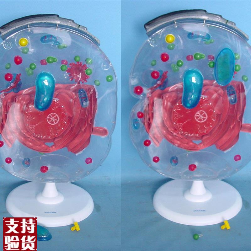 细胞显微结构模型t生物教学模型生物教学模型