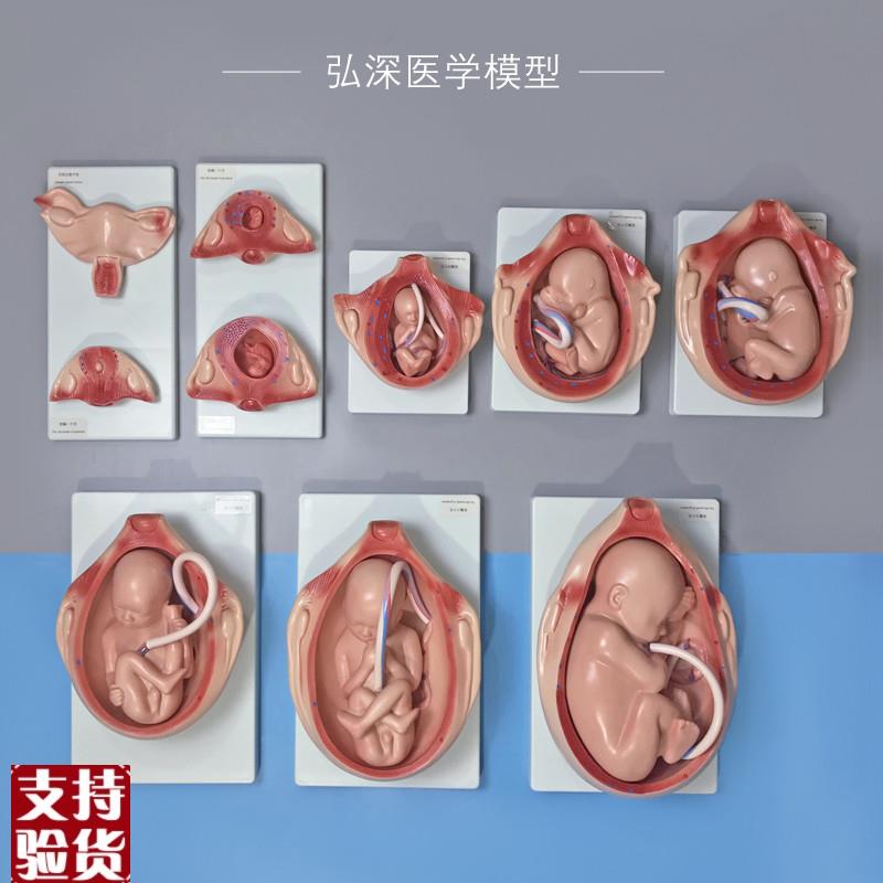 1比1胎儿生长发育过o程模型女性分娩妊娠十月妇幼保健妇产科学模