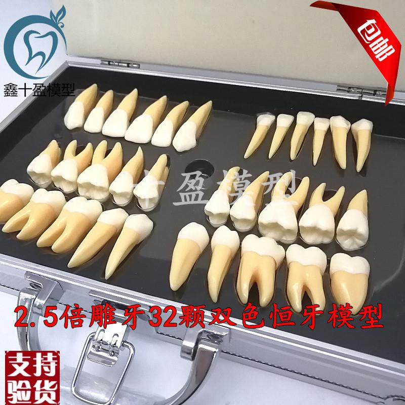 牙科口腔教学2.5倍双色恒牙立体离体模型医患沟通32T颗雕牙M7026