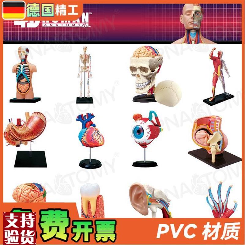 德国】4DMASTER人体解剖模型大脑心脏眼球耳朵盆腔X骨骼膝关节肌
