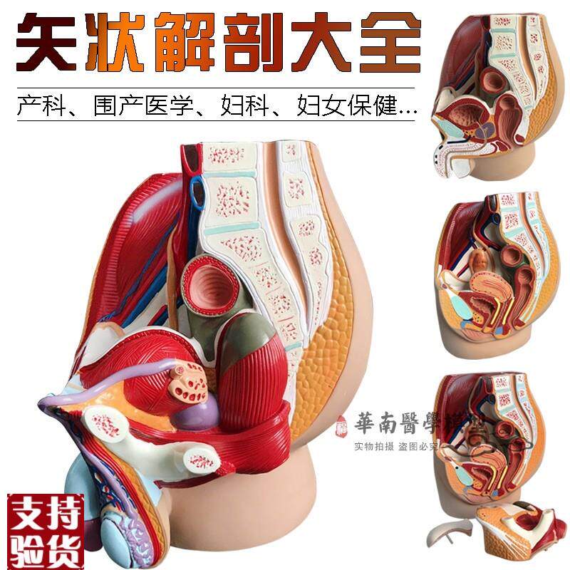 男女性盆腔矢状解剖模型女性生A殖器官模型男女性生殖系统子宫模