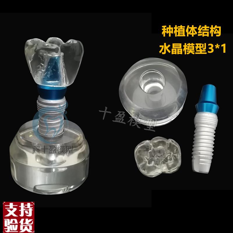 牙齿模型牙齿水晶种植体练习模型种H植体可拆卸口腔教学培训