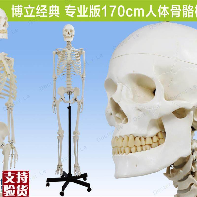人体医用艺用骨架模型正骨骨科脊椎肌肉脊柱P骷髅可拆卸解剖骨骼,玩具/童车/益智/积木/模型,其他模型玩具,淘宝优惠券,粉丝福利购,淘宝优惠卷