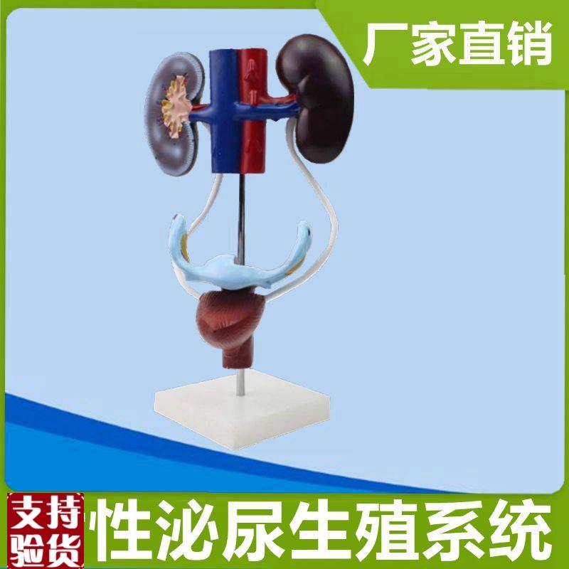 女性泌尿生殖系统仿真塑胶内脏模B具肾脏输尿管子宫膀胱妇科男科