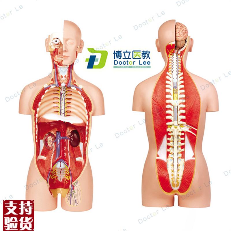 正品85CM人体器官系统解剖模型医学解剖系统X躯干内脏模型