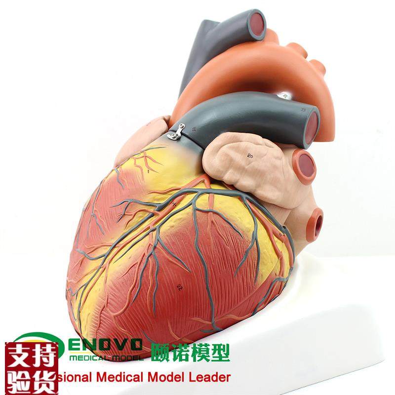 ENOVO颐诺放大版人体心脏模型B超彩超声医N学用心内科心脏解剖教,文具电教/文化用品/商务用品,教学标本/模型,淘宝优惠券,粉丝福利购,淘宝优惠卷