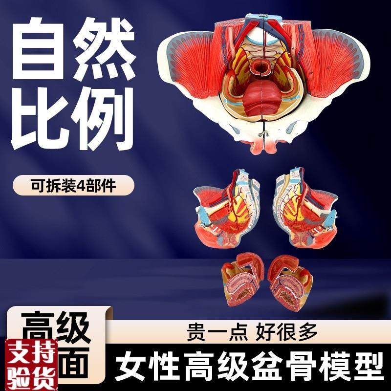 女性骨盆模型盆底肌带生殖器血管神经肌肉子P宫人体解剖教学骨盆
