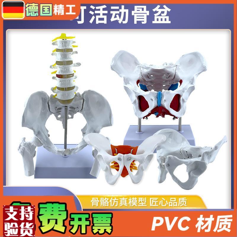 动态女性腰椎骨盆骨骼模型关节可活动迷你小盆O骨产康人体医用骨
