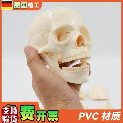 德国】小型可拆白色头骨模型15D部件中英文说明书人体头颅骨拼