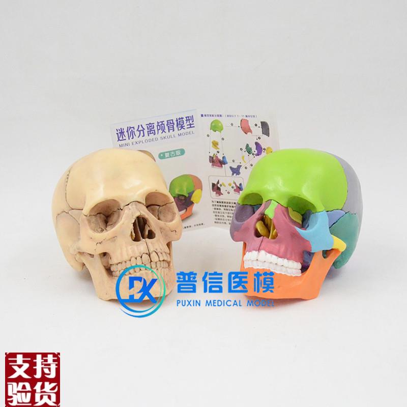 仿真人体1:2头骨模型可拆卸拼装骷髅头医学美术口X腔头颅骨标本